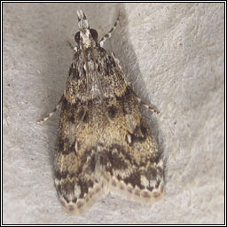 Eudonia lacustrata