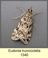 Eudonia truncicolella