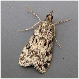 Eudonia truncicolella