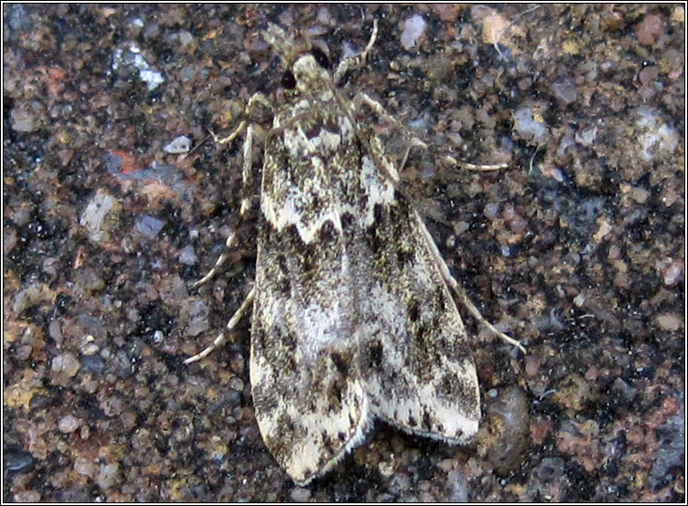 Eudonia lineola