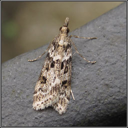 Eudonia angustea