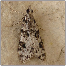 Eudonia delunella