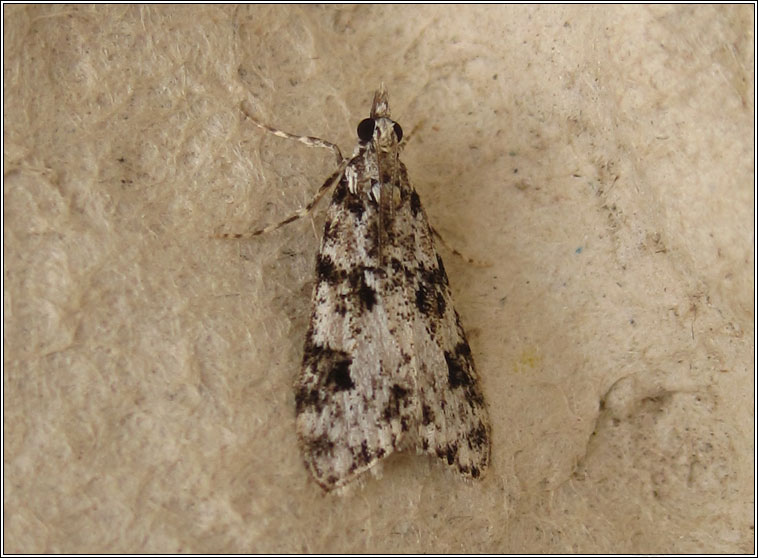 Eudonia delunella