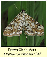 Brown China Mark, Elophila nymphaeata