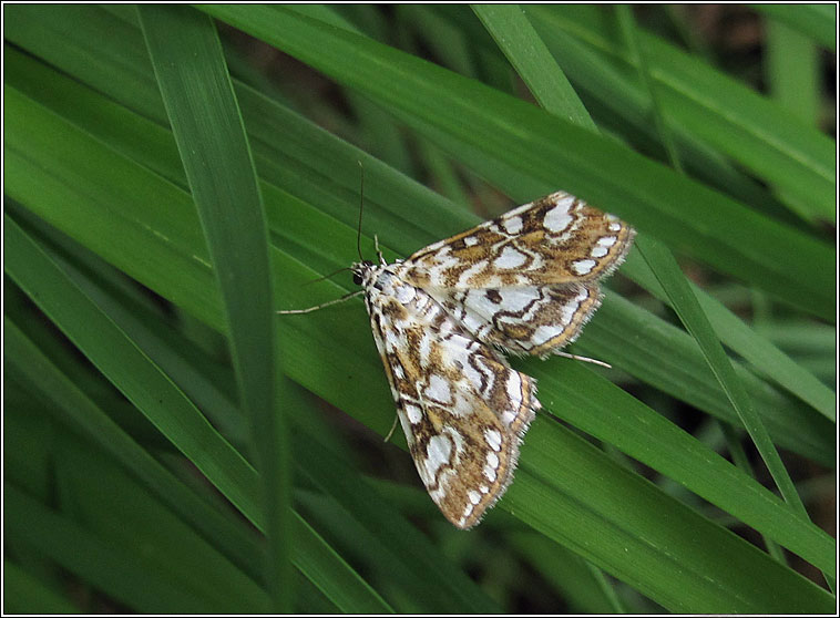 Brown China Mark,  Elophila nymphaeata