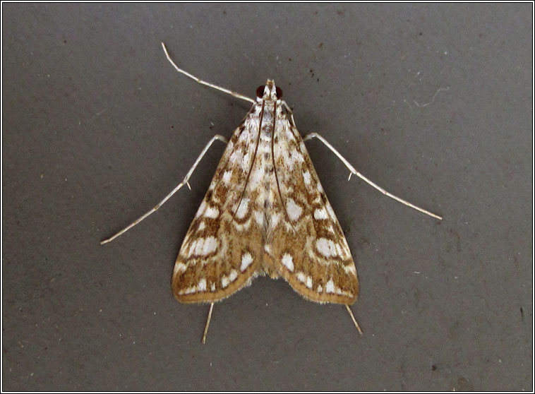 Brown China Mark,  Elophila nymphaeata