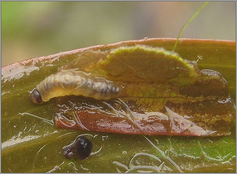 Brown China Mark,  Elophila nymphaeata