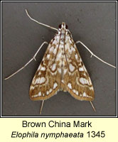 Brown China Mark, Elophila nymphaeata