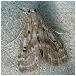 Ringed China-mark, Parapoynx stratiotata