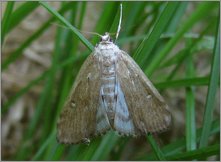 Ringed China-mark, Parapoynx stratiotata