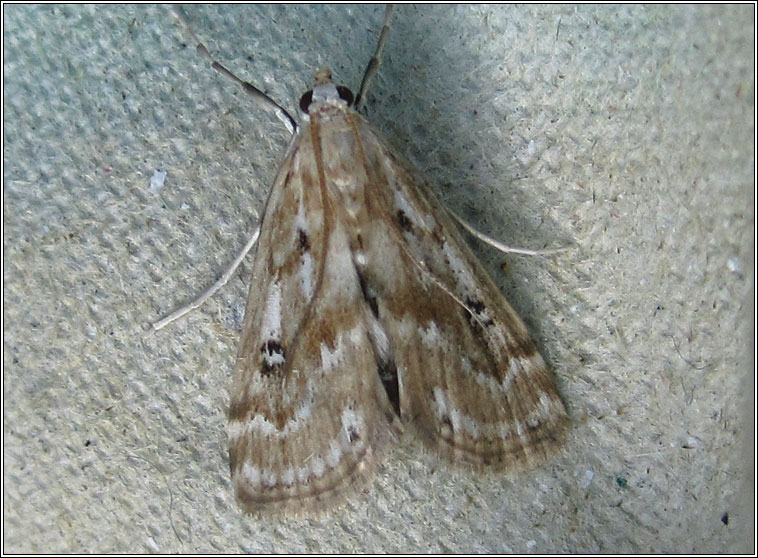 Ringed China-mark, Parapoynx stratiotata