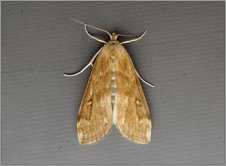 Ringed China-mark, Parapoynx stratiotata