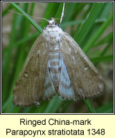 Ringed China-mark, Parapoynx stratiotata