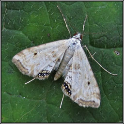 Small China-mark, Cataclysta lemnata