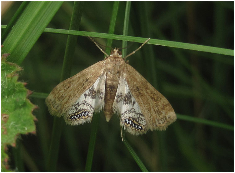 Small China-mark, Cataclysta lemnata