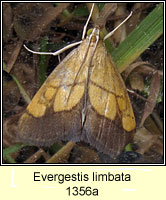 Evergestis limbata