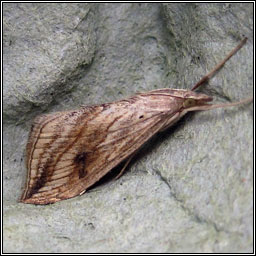 Garden Pebble, Evergestis forficalis