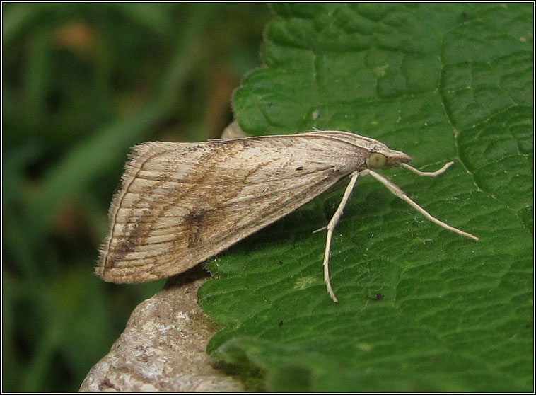 Garden Pebble, Evergestis forficalis