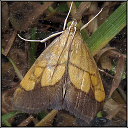 Evergestis limbata