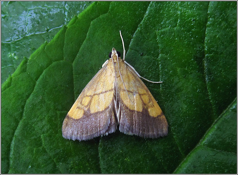 Evergestis limbata