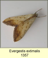 Evergestis extimalis