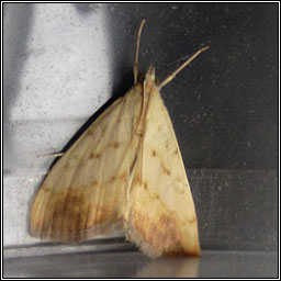 Evergestis extimalis