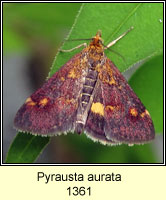 Pyrausta aurata