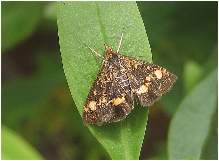 Pyrausta aurata