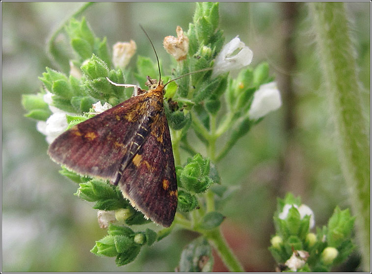 Pyrausta aurata