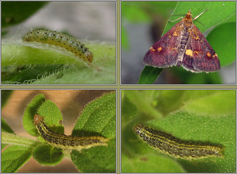 Pyrausta aurata