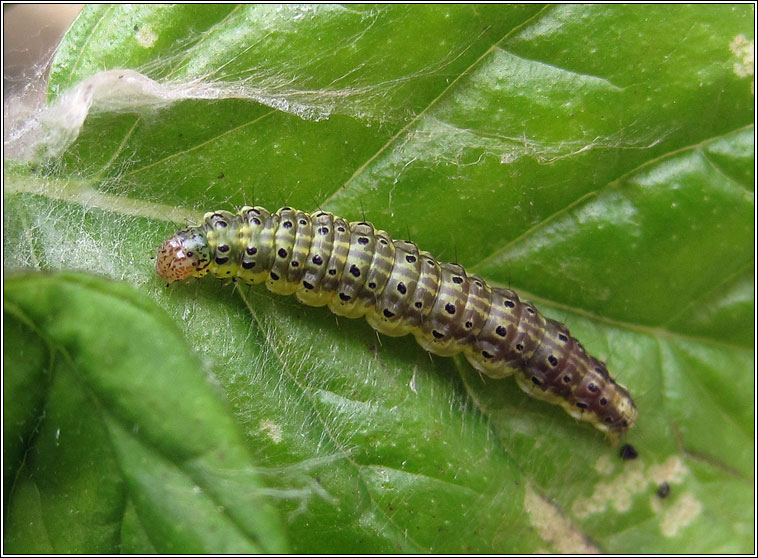 Pyrausta aurata, larva