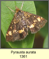 Pyrausta aurata