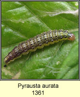 Pyrausta aurata