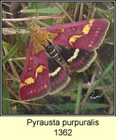 Pyrausta purpuralis