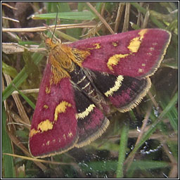 Pyrausta purpuralis