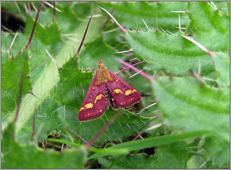 Pyrausta purpuralis