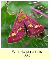 Pyrausta purpuralis