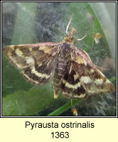 Pyrausta ostrinalis