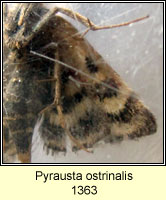 Pyrausta ostrinalis