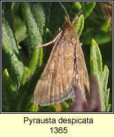 Pyrausta despicata