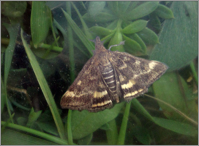 Pyrausta despicata