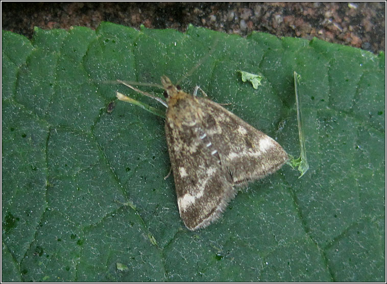 Pyrausta despicata