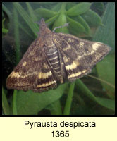 Pyrausta despicata