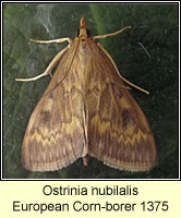 Ostrinia nubilalis, European Corn-borer 