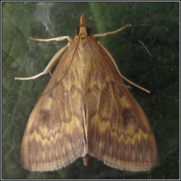 Ostrinia nubilalis, European Corn-borer