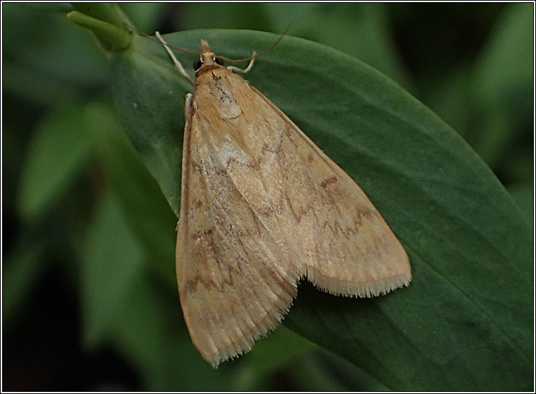 Ostrinia nubilalis, European Corn-borer