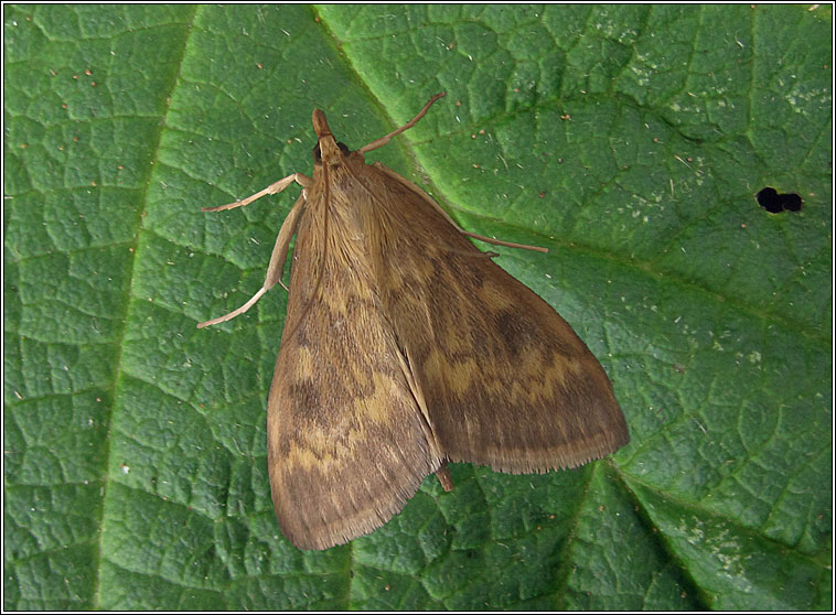 Ostrinia nubilalis, European Corn-borer
