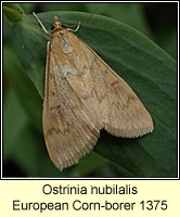 Ostrinia nubilalis, European Corn-borer 