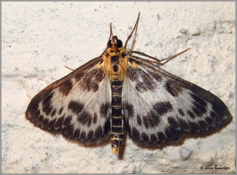 Anania hortulata, Small Magpie