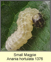 Anania hortulata, Small Magpie